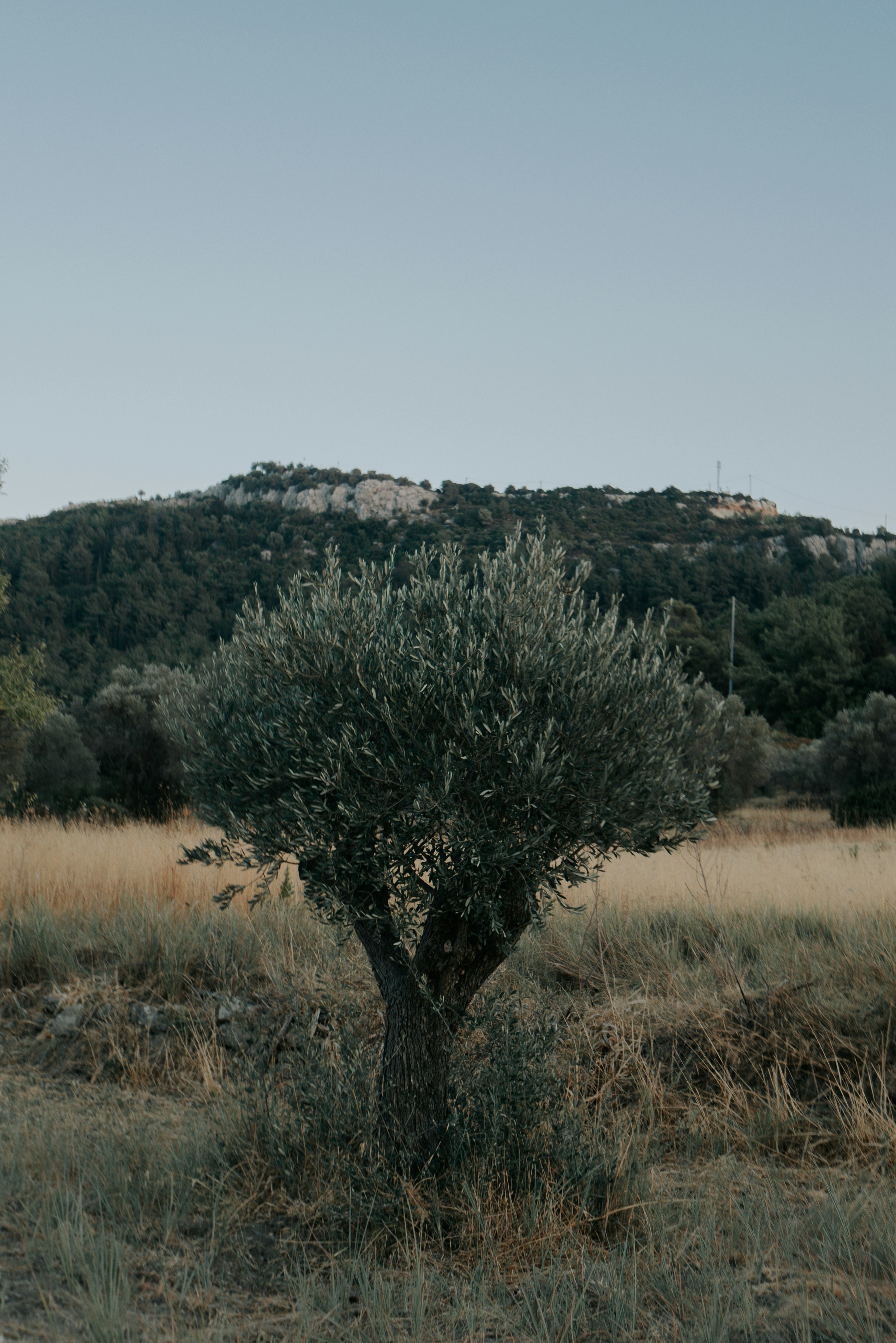 Ein Baum auf einem Feld mit einem Hügel im Hintergrund