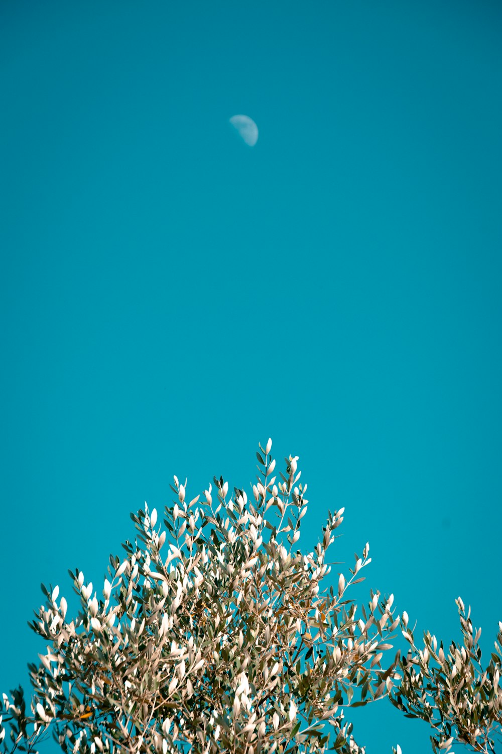 a tree with leaves and a half moon in the sky