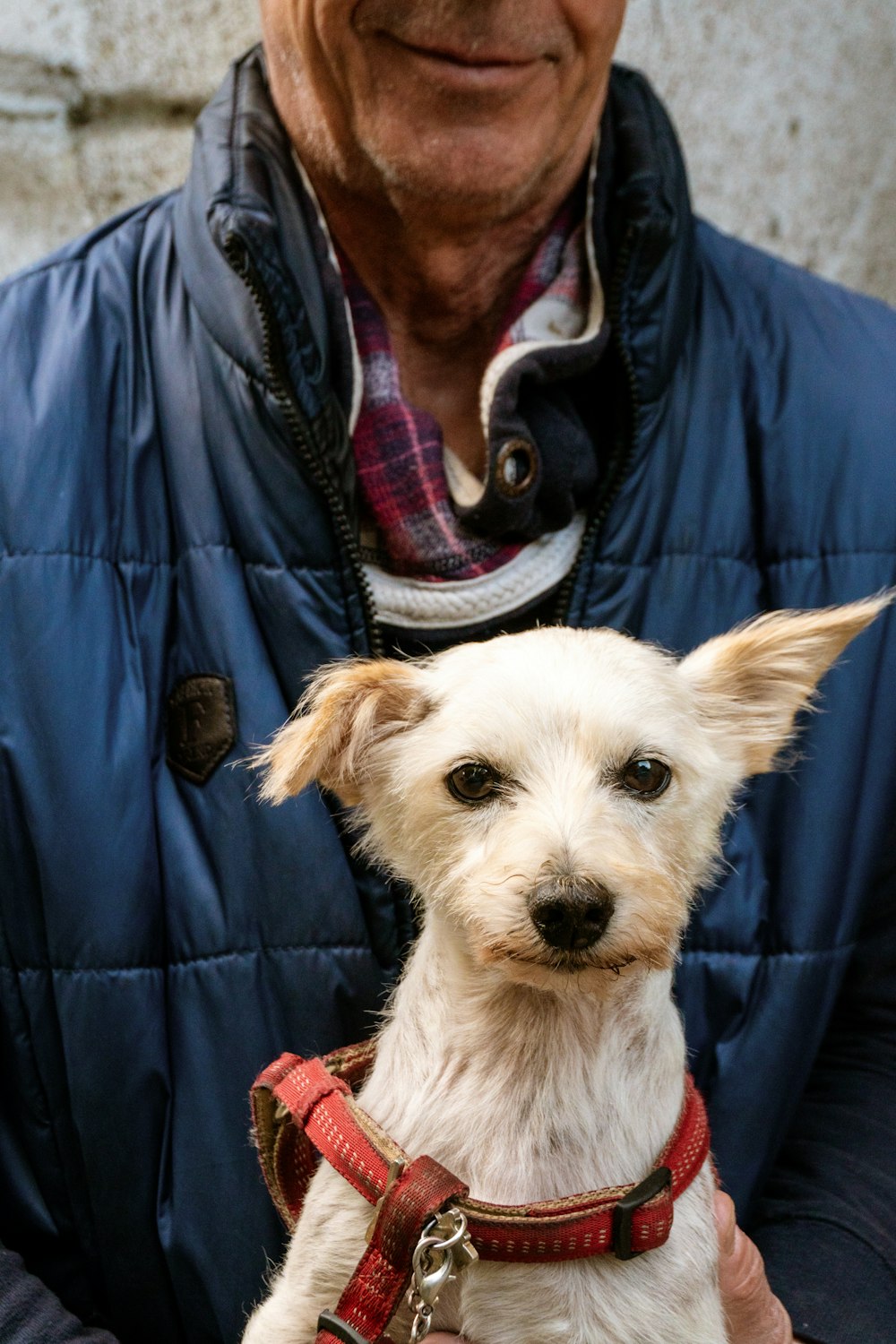 a man holding a small white dog wearing a harness
