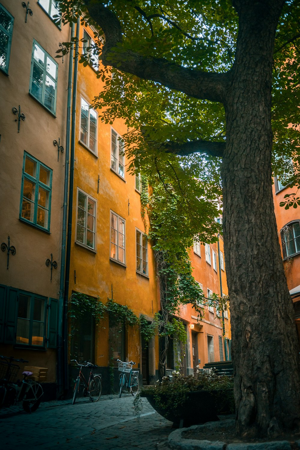 a tree in front of a row of buildings