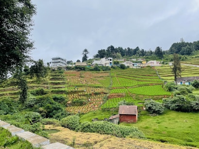 The image features a terraced hillside with lush green fields and several small houses scattered along the terrace. The fields are neatly segmented, displaying young crops growing in rows. A few people are visible, working in the fields. The scene is bordered by dense trees, and the sky is overcast, suggesting a cloudy day.
