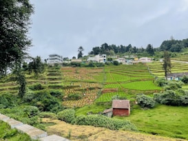 The image features a terraced hillside with lush green fields and several small houses scattered along the terrace. The fields are neatly segmented, displaying young crops growing in rows. A few people are visible, working in the fields. The scene is bordered by dense trees, and the sky is overcast, suggesting a cloudy day.