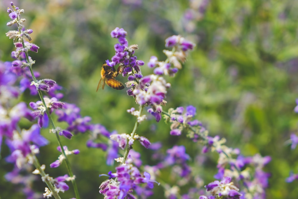 Una abeja sentada encima de una flor púrpura