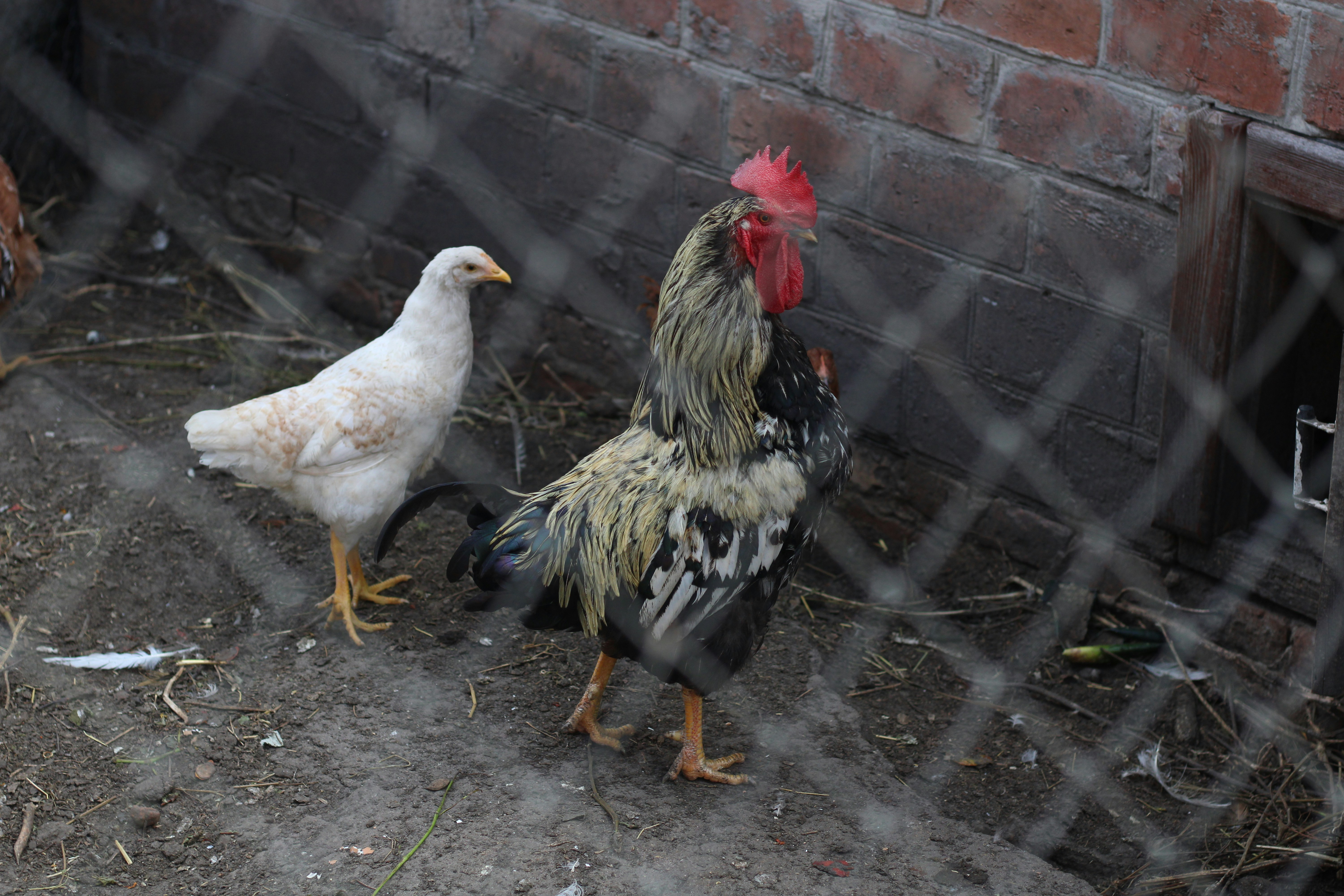 a couple of chickens standing next to a brick wall