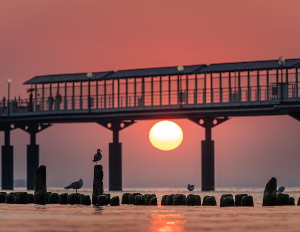the sun is setting behind a pier with seagulls