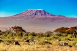 a group of zebras grazing in a field with a mountain in the background