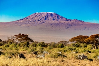 a group of zebras grazing in a field with a mountain in the background