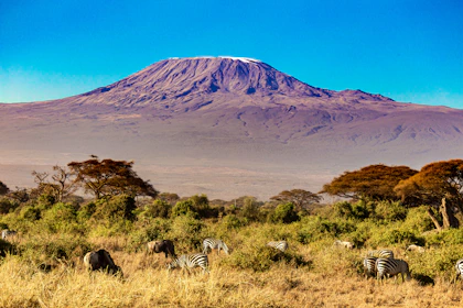 a group of zebras grazing in a field with a mountain in the background