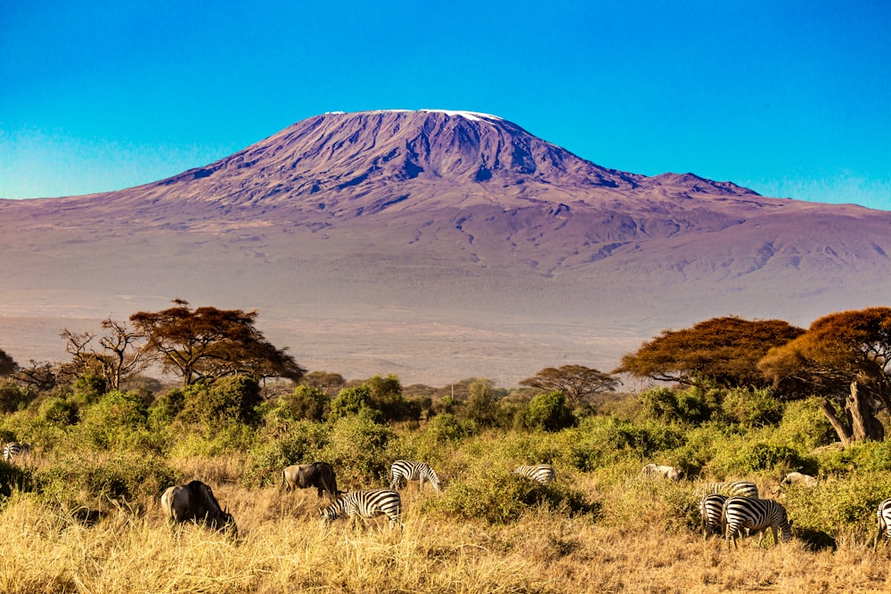 Un grupo de cebras pastando en un campo con una montaña al fondo