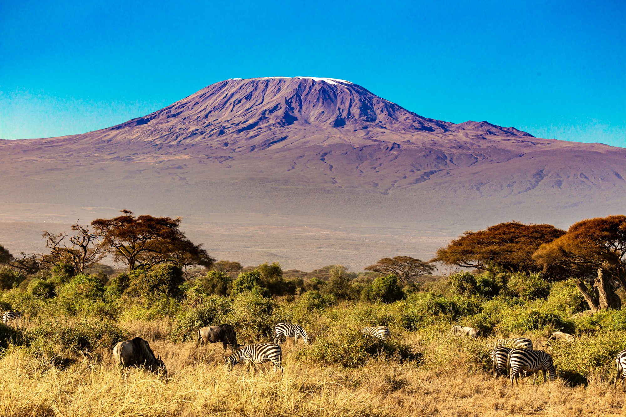 Kilimanjaro no clouds in african Winter from Amboseli national park – Kenia with zebras and giraffes