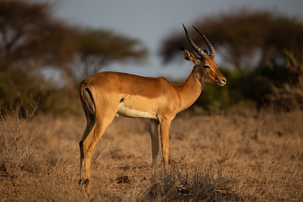 a gazelle standing in a field with trees in the background