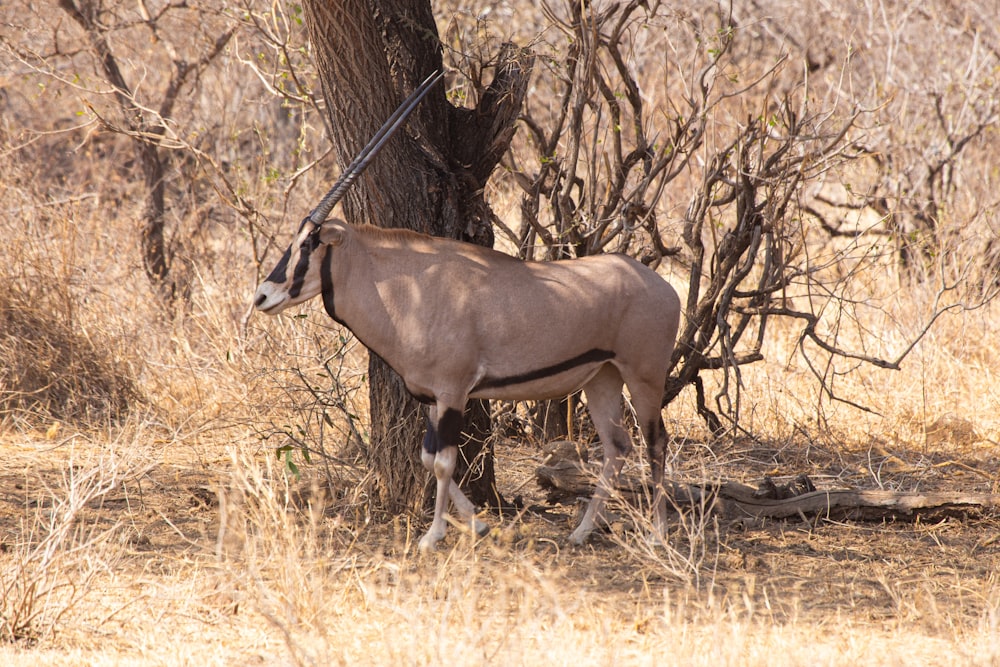 an antelope standing next to a tree in a field