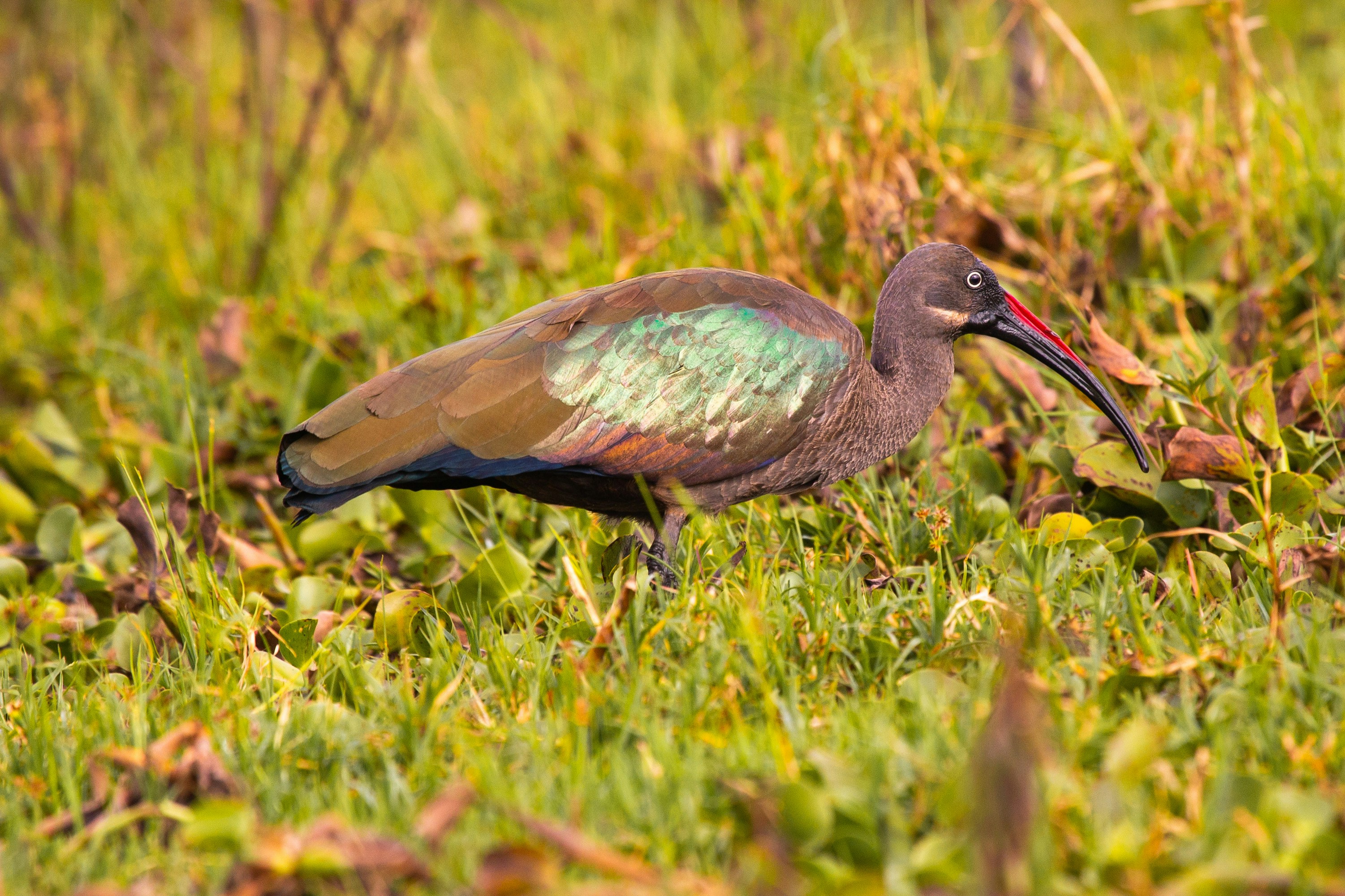 a bird with a long beak standing in the grass