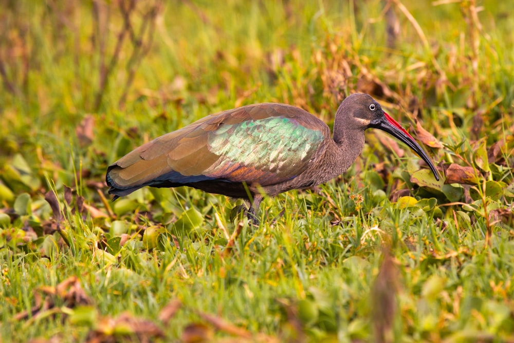 a bird with a long beak standing in the grass