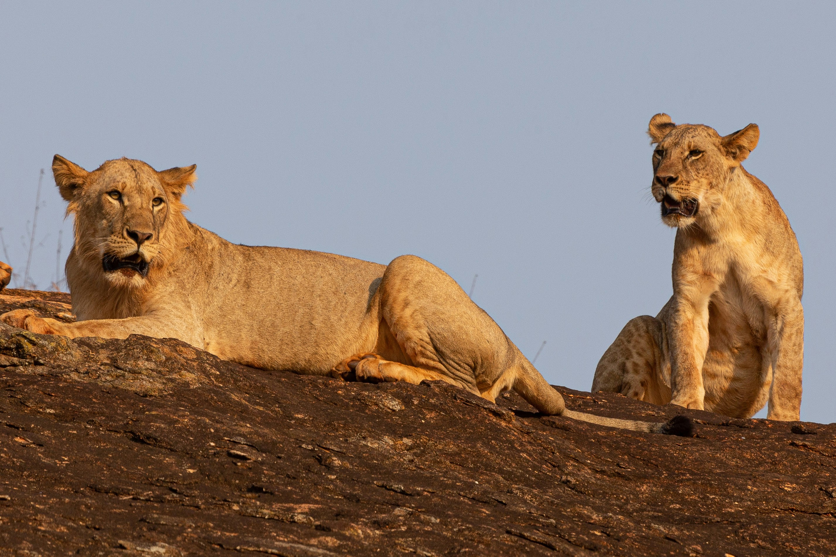 Un couple de lions assis au sommet d’une colline de terre
