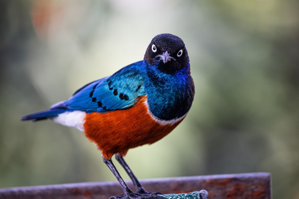 a colorful bird sitting on top of a wooden bench