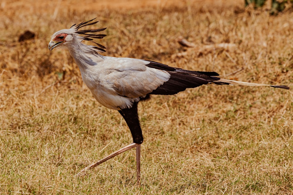 a white and black bird standing in a field