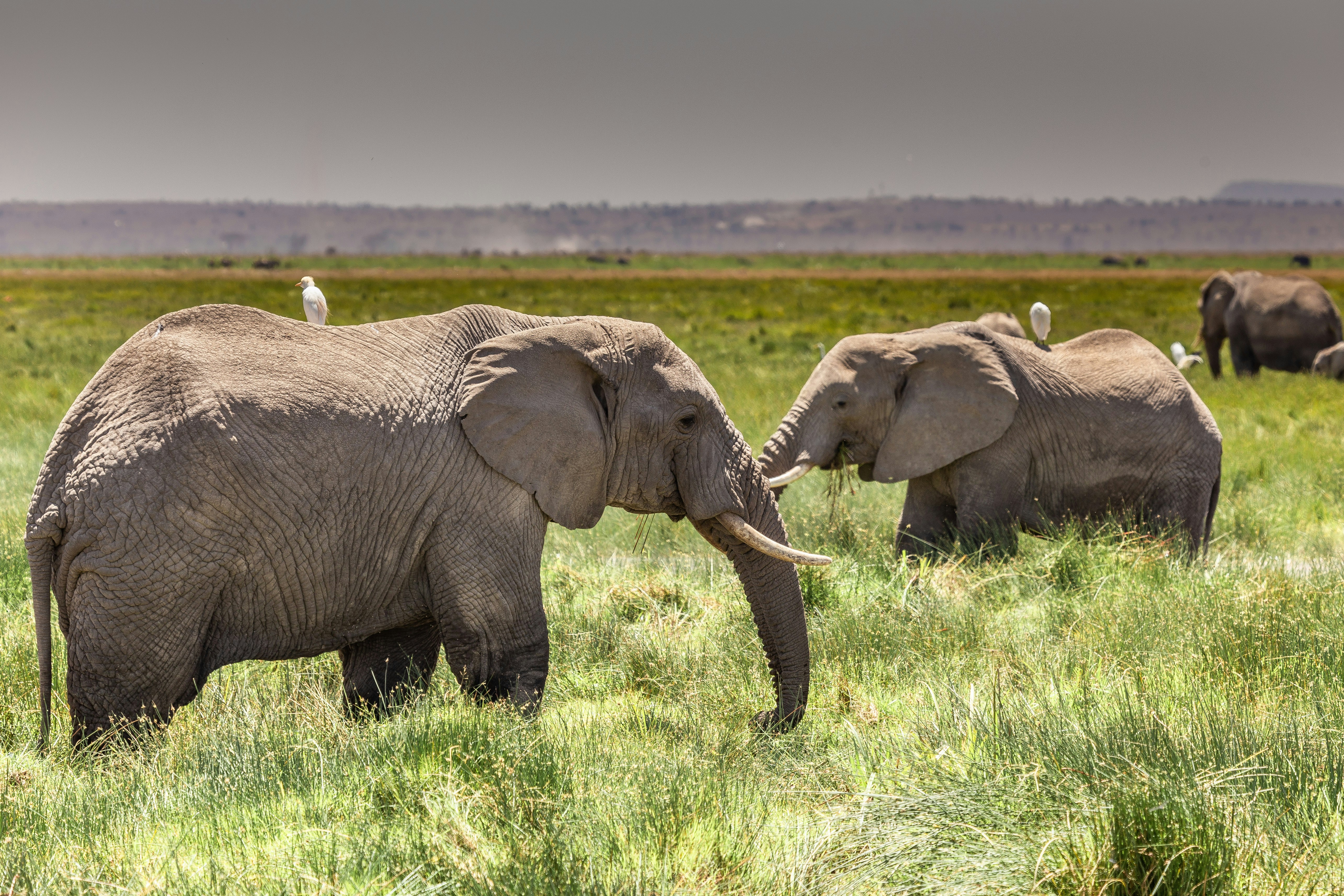 a herd of elephants walking across a lush green field