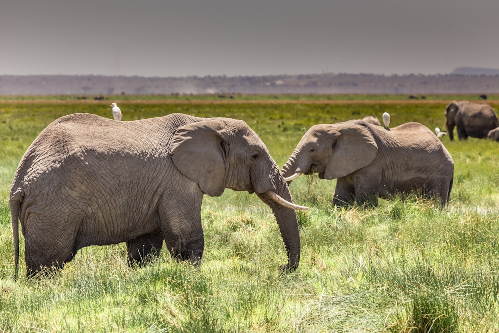 a herd of elephants walking across a lush green field