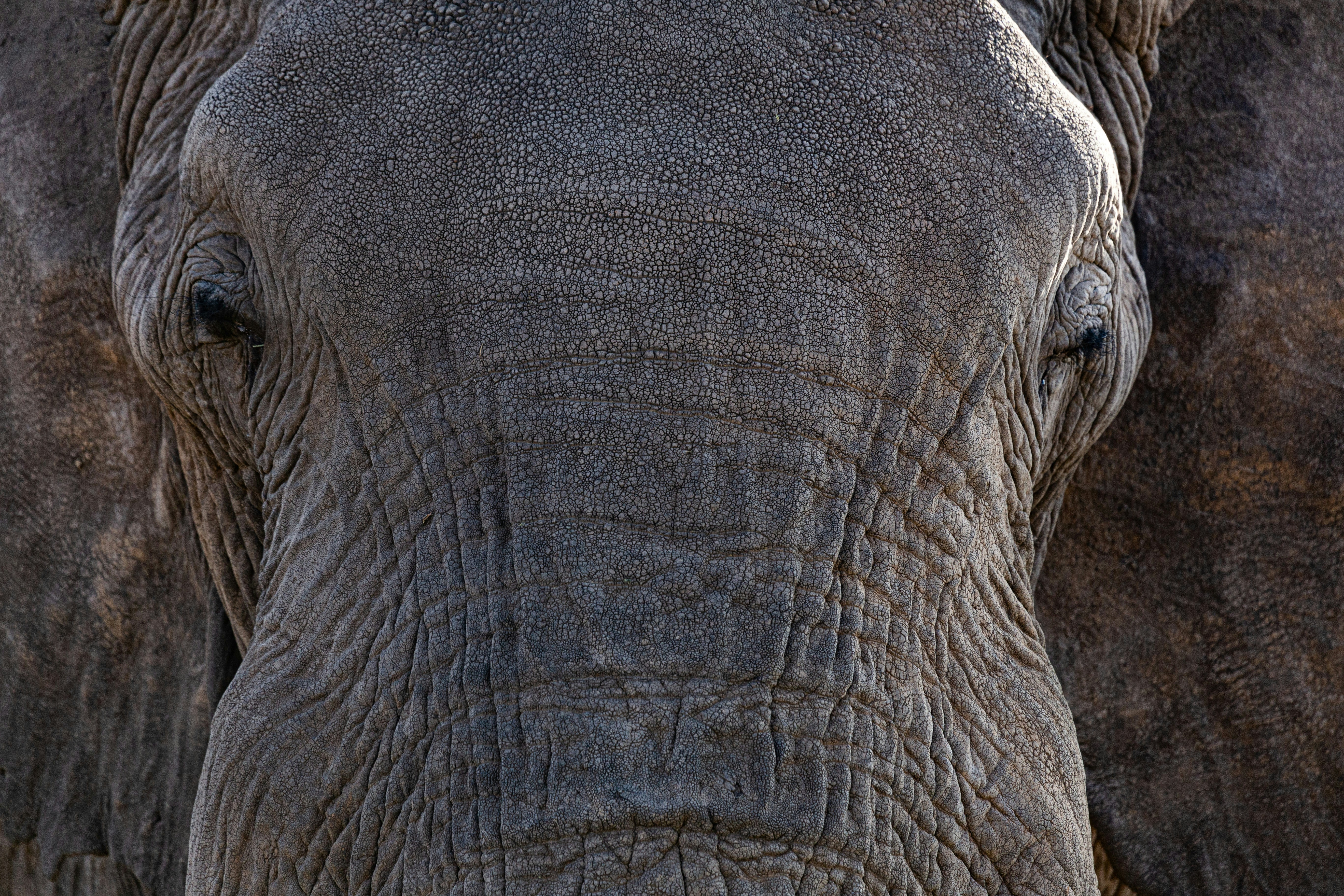 a close up view of an elephant's face