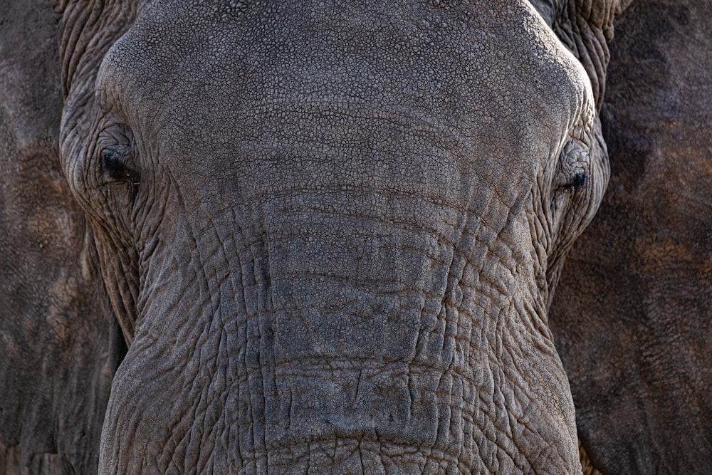 a close up view of an elephant's face