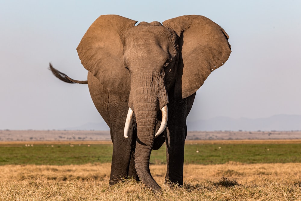 a large elephant standing in a dry grass field