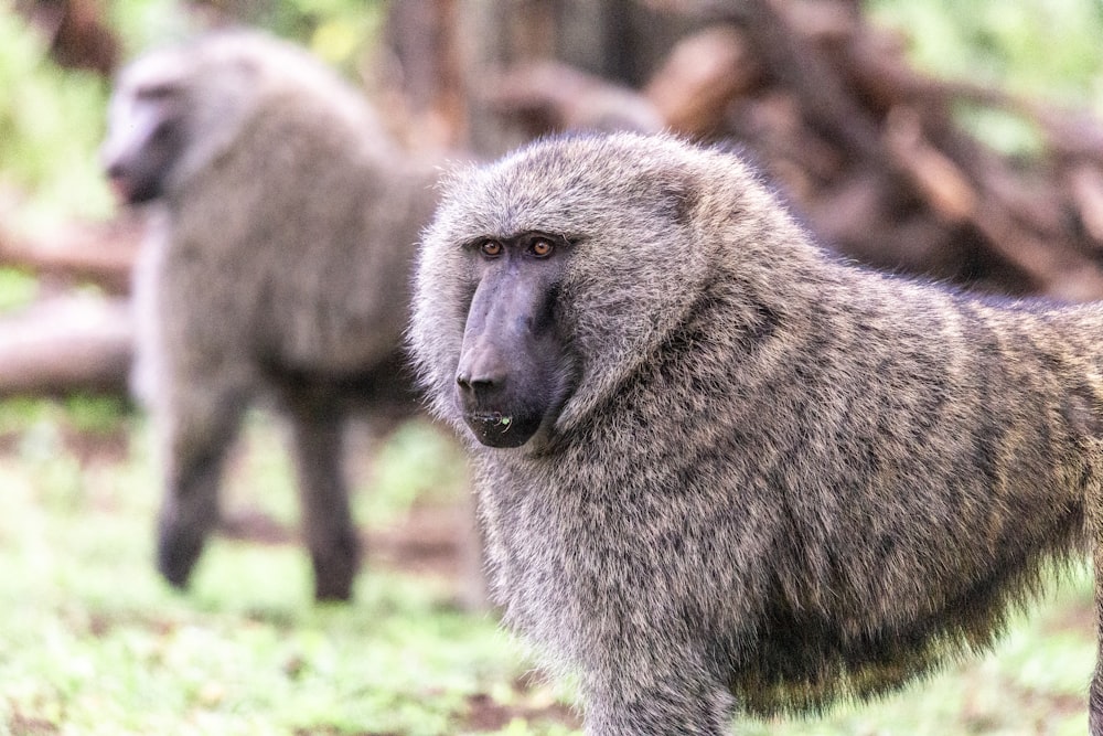 a close up of a baboon near a tree