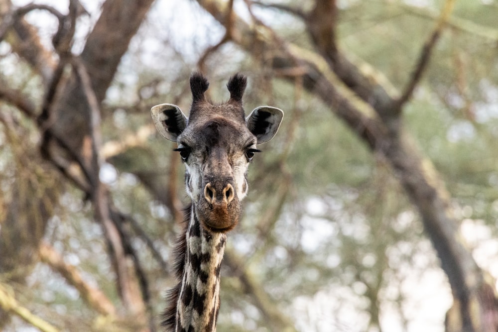 a close up of a giraffe's face with trees in the background