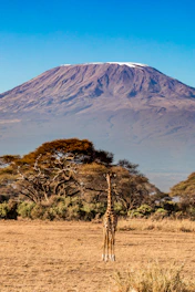 a giraffe standing in a field with a mountain in the background
