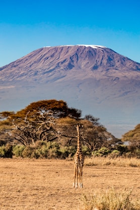 a giraffe standing in a field with a mountain in the background