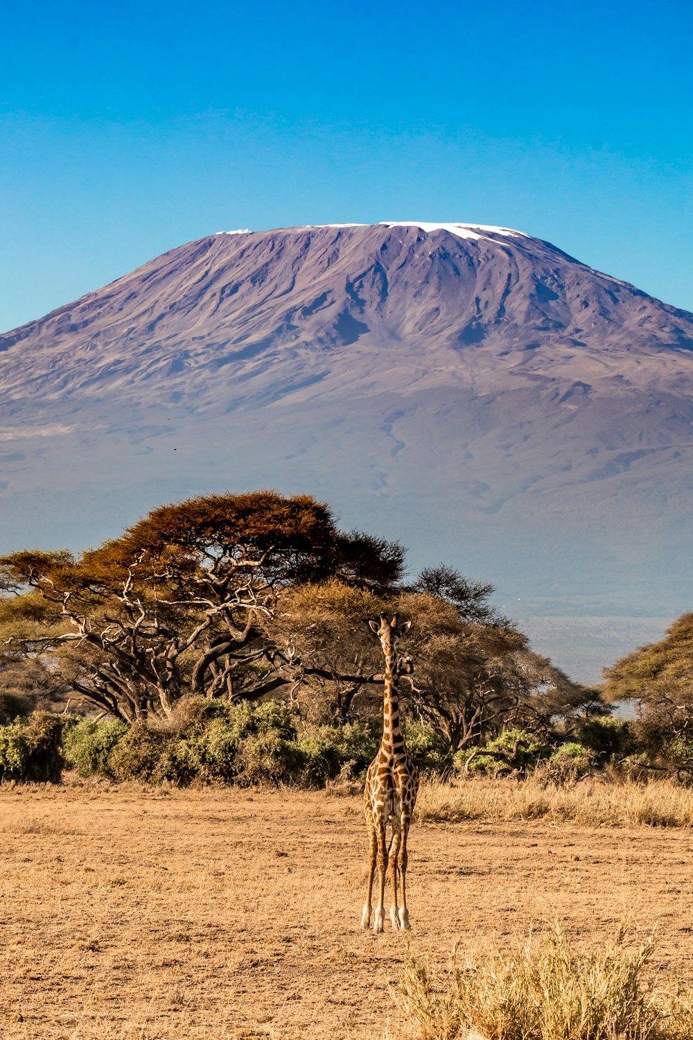 Una giraffa in piedi in un campo con una montagna sullo sfondo