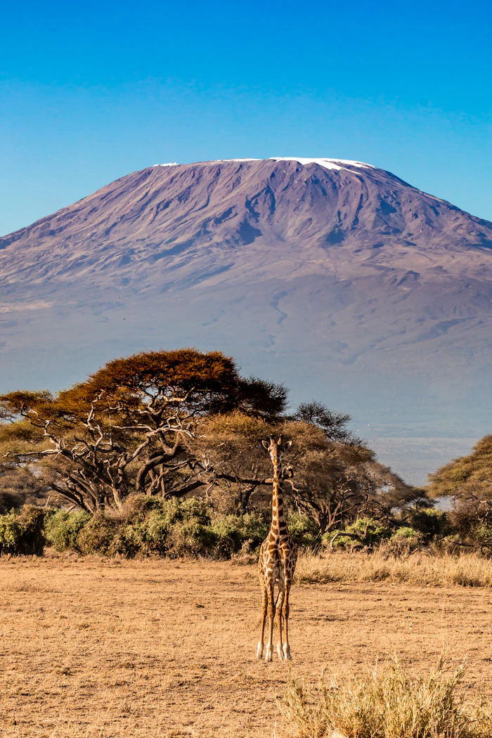 Kilimanjaro backdrop