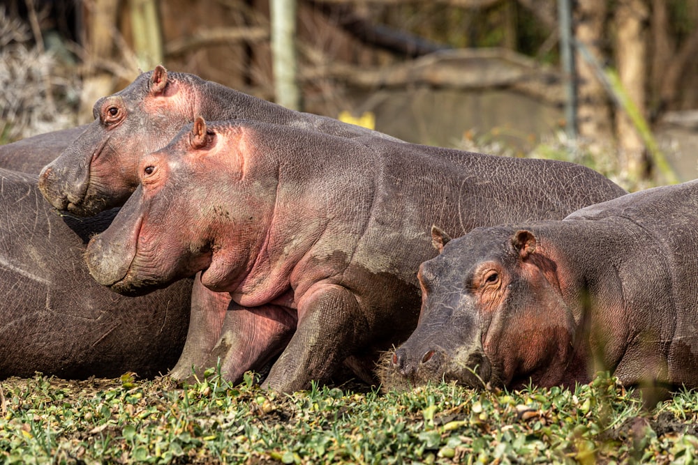 a group of hippopotamus resting in the grass