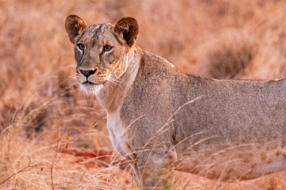 Un león parado en un campo de hierba seca