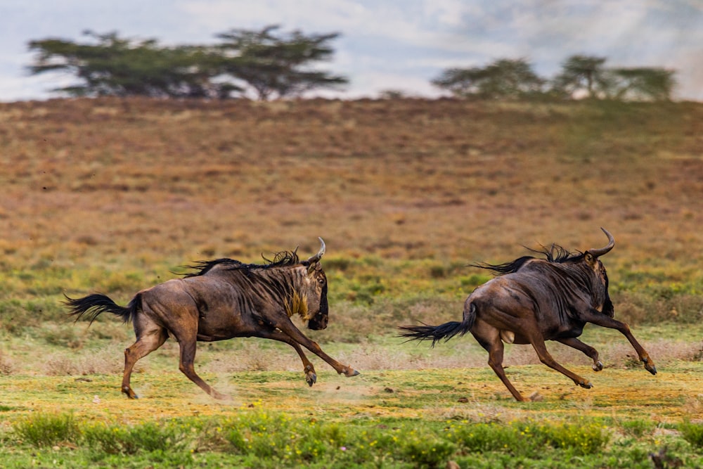 two wildebeests running in a field with trees in the background