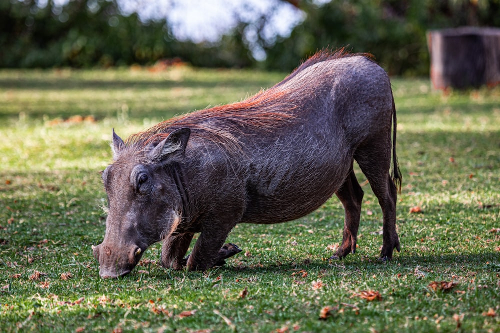 a warthog eating grass in a field