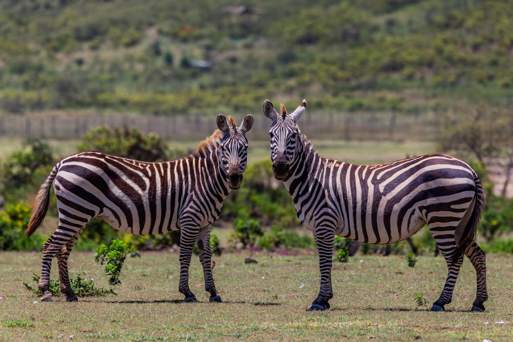 a couple of zebra standing on top of a grass covered field