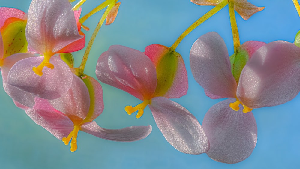 a group of pink flowers on a blue background