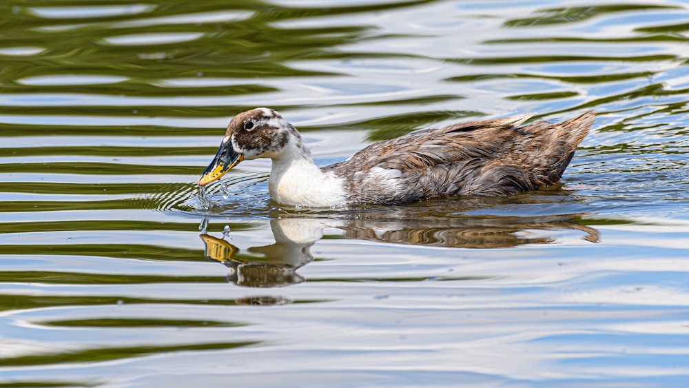 a duck swimming on top of a body of water