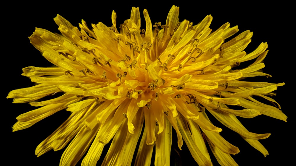 a close up of a yellow flower on a black background