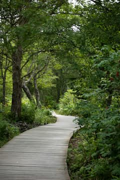 Waldweg