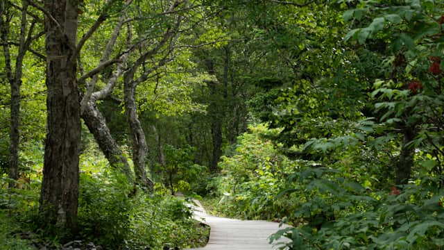 Waldweg