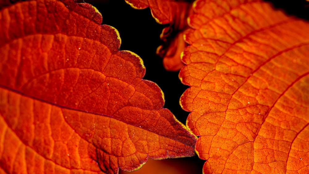 a close up of a large orange leaf