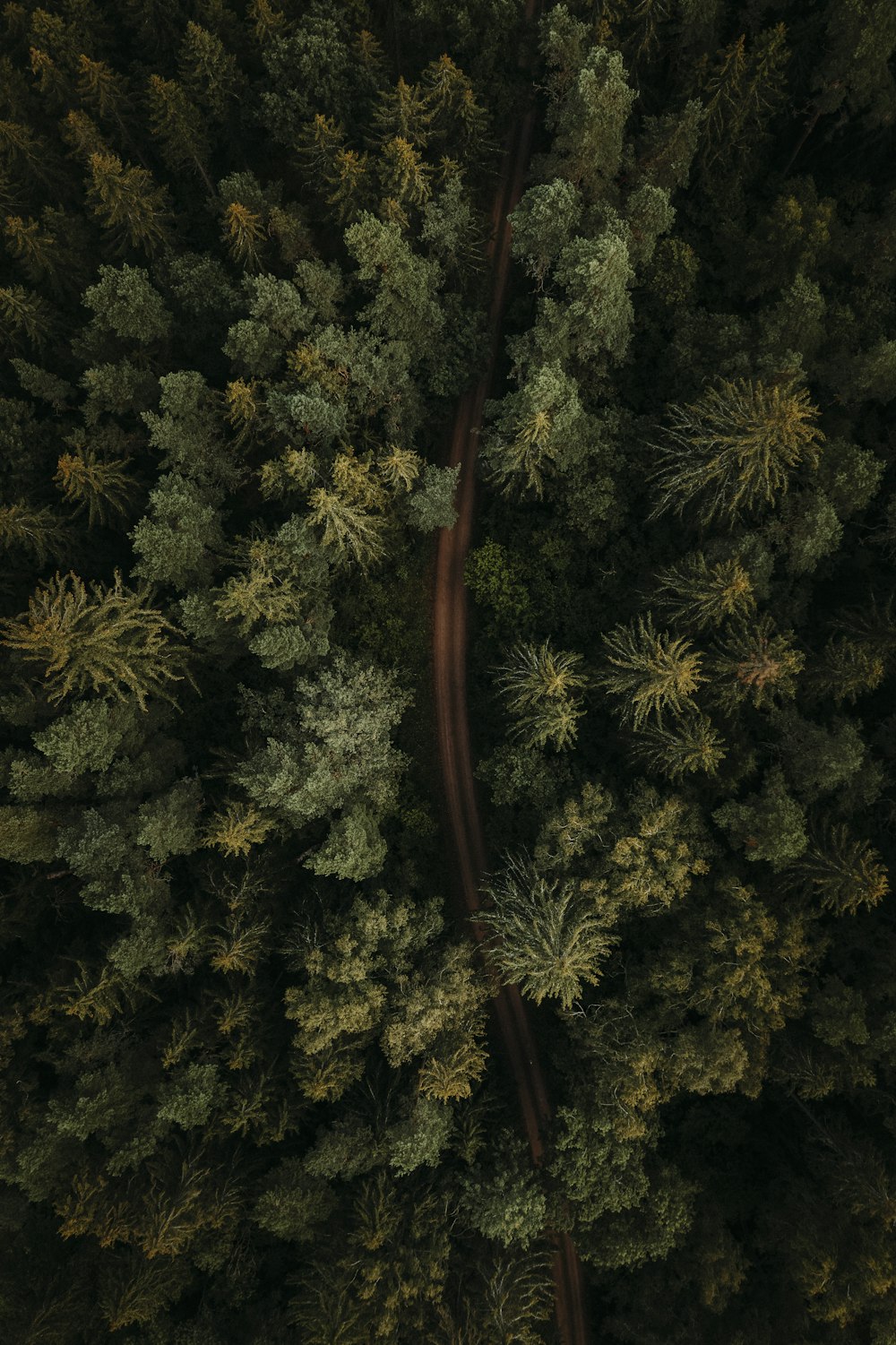 an aerial view of a road in the middle of a forest