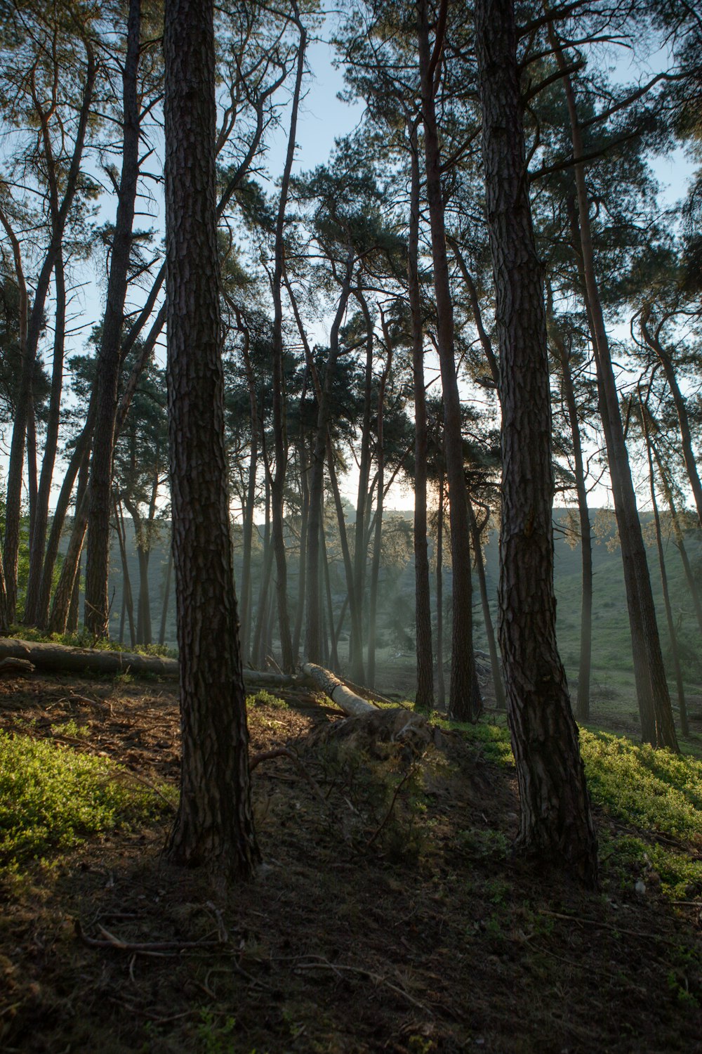 the sun shines through the trees in the forest