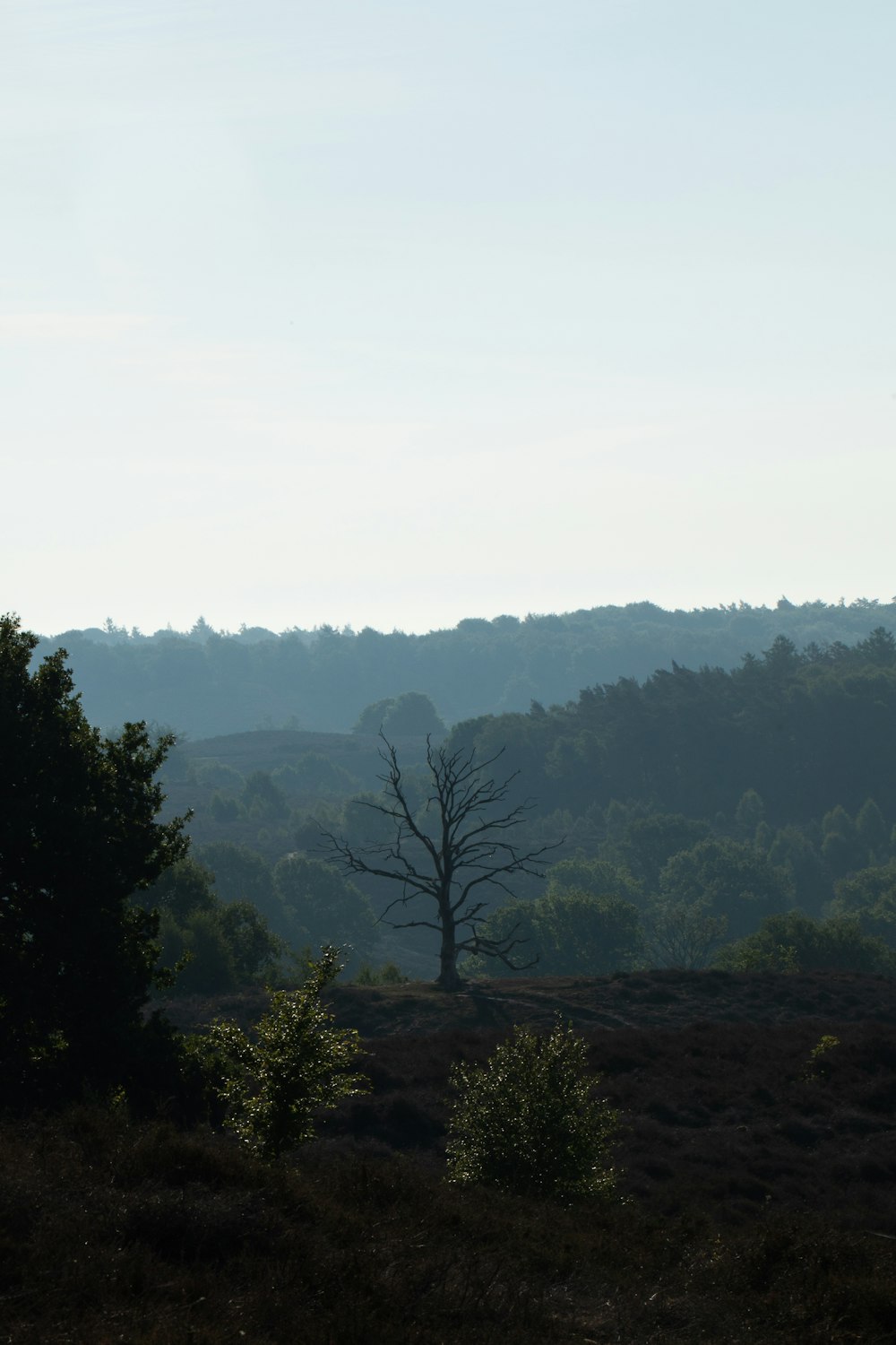 a lone tree stands in the middle of a field