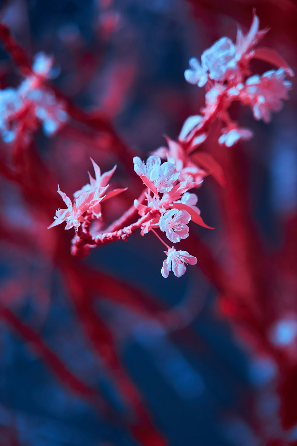 a close up of a red and white flower