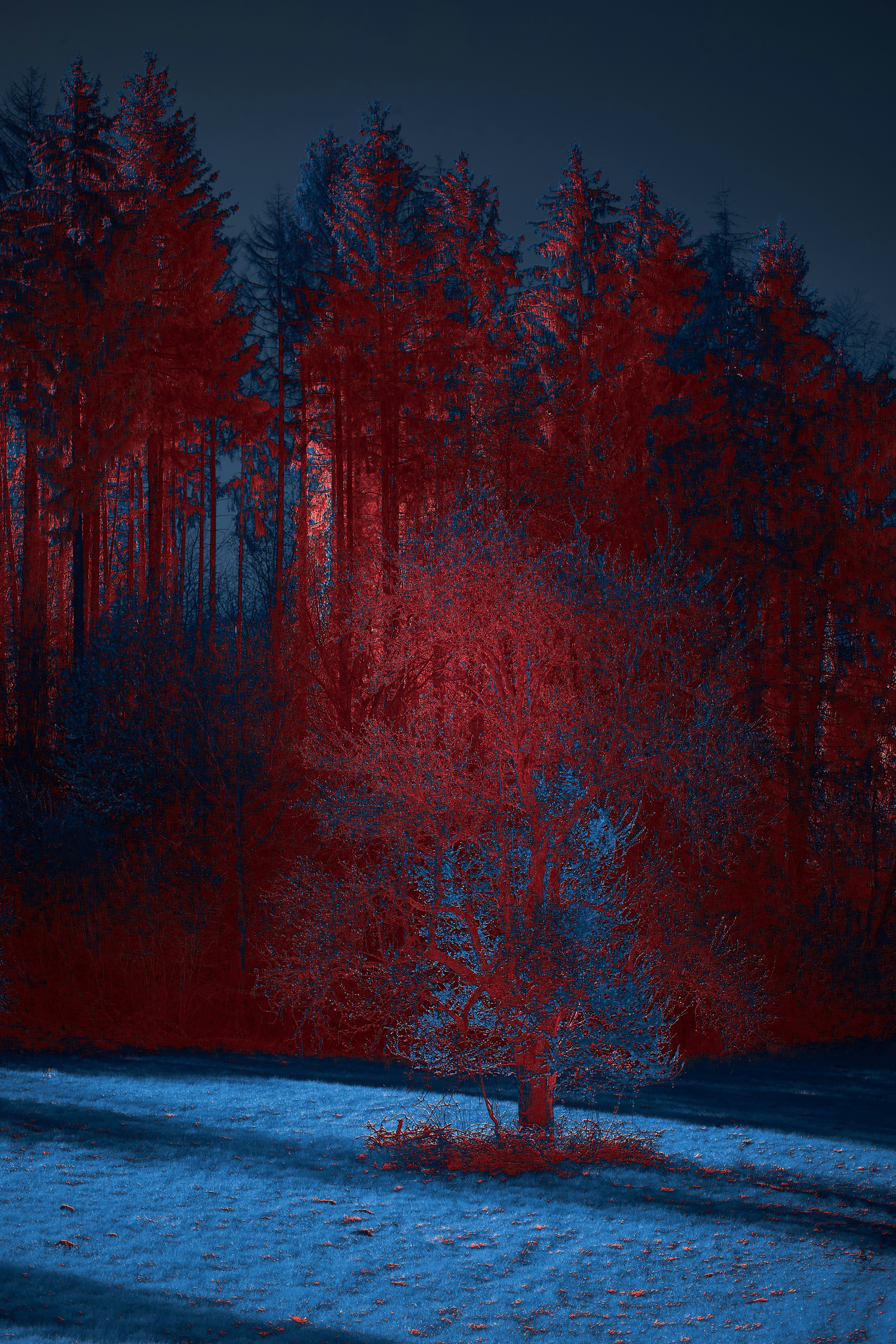 Photo by wolfgang_hasselmann