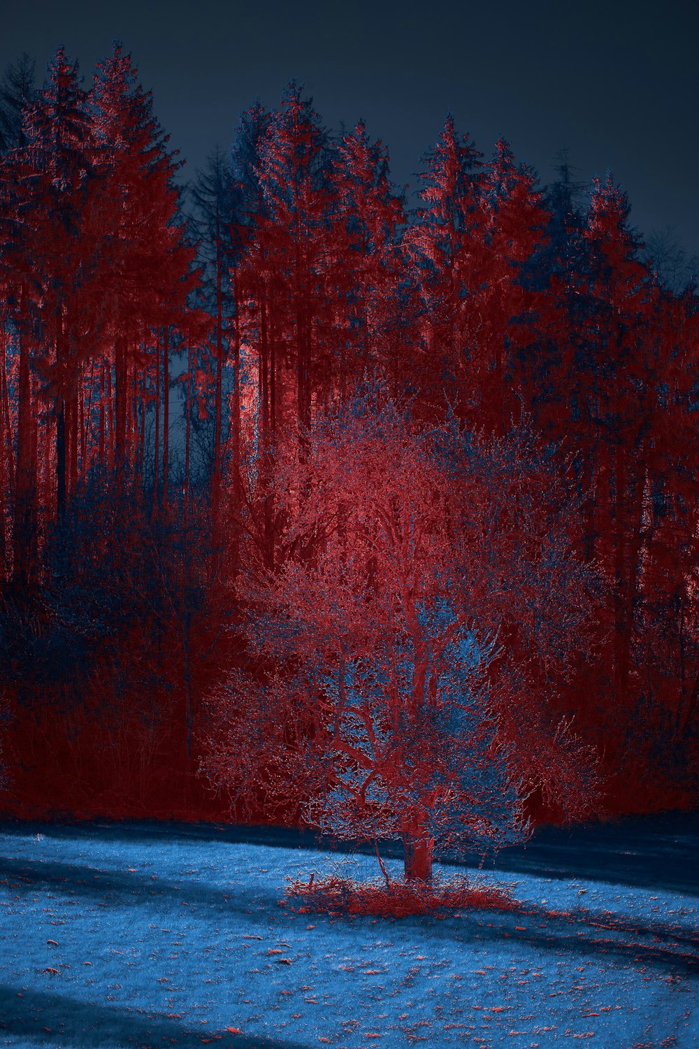 a red and blue photo of a forest