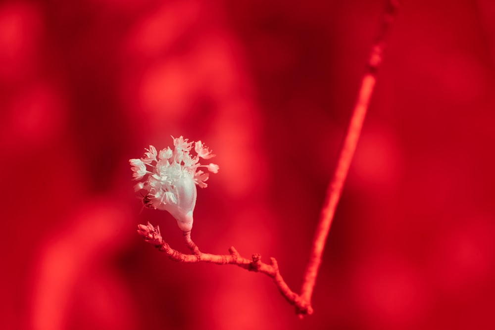 a small white flower on a red background